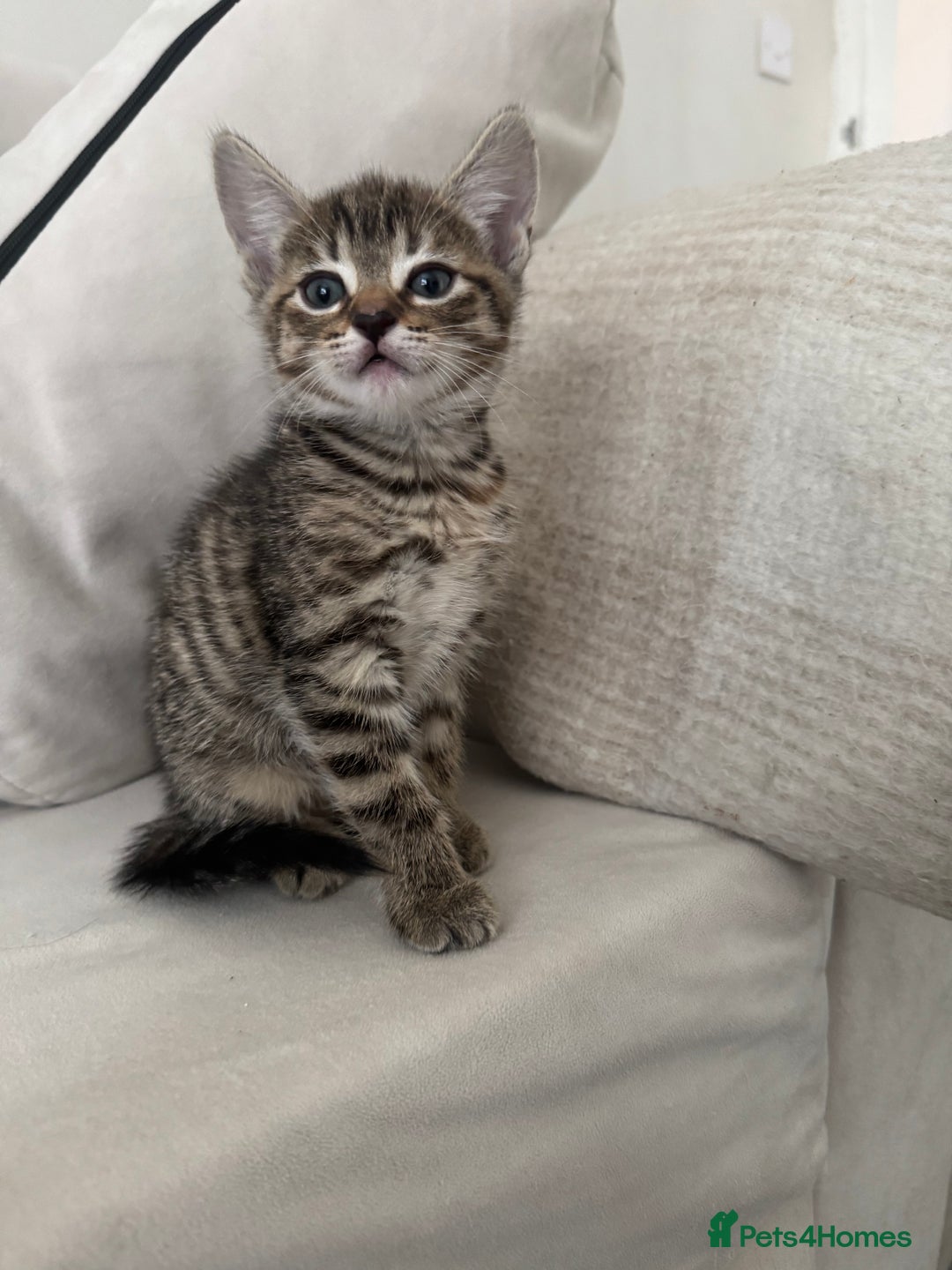 Mixed Breed cats for sale: Mixed breed cats ready now - Image 4