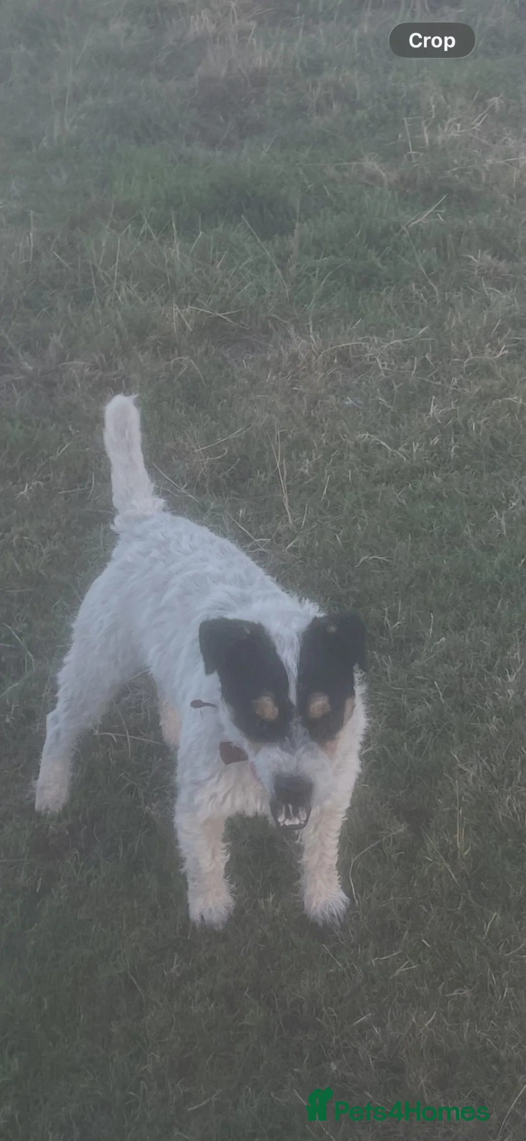 Jack Russell dogs for sale: Jack Russell Dog  - Advert 2