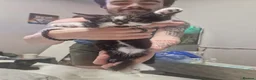 Mixed Breed cats for sale: Kittens - Advert 5