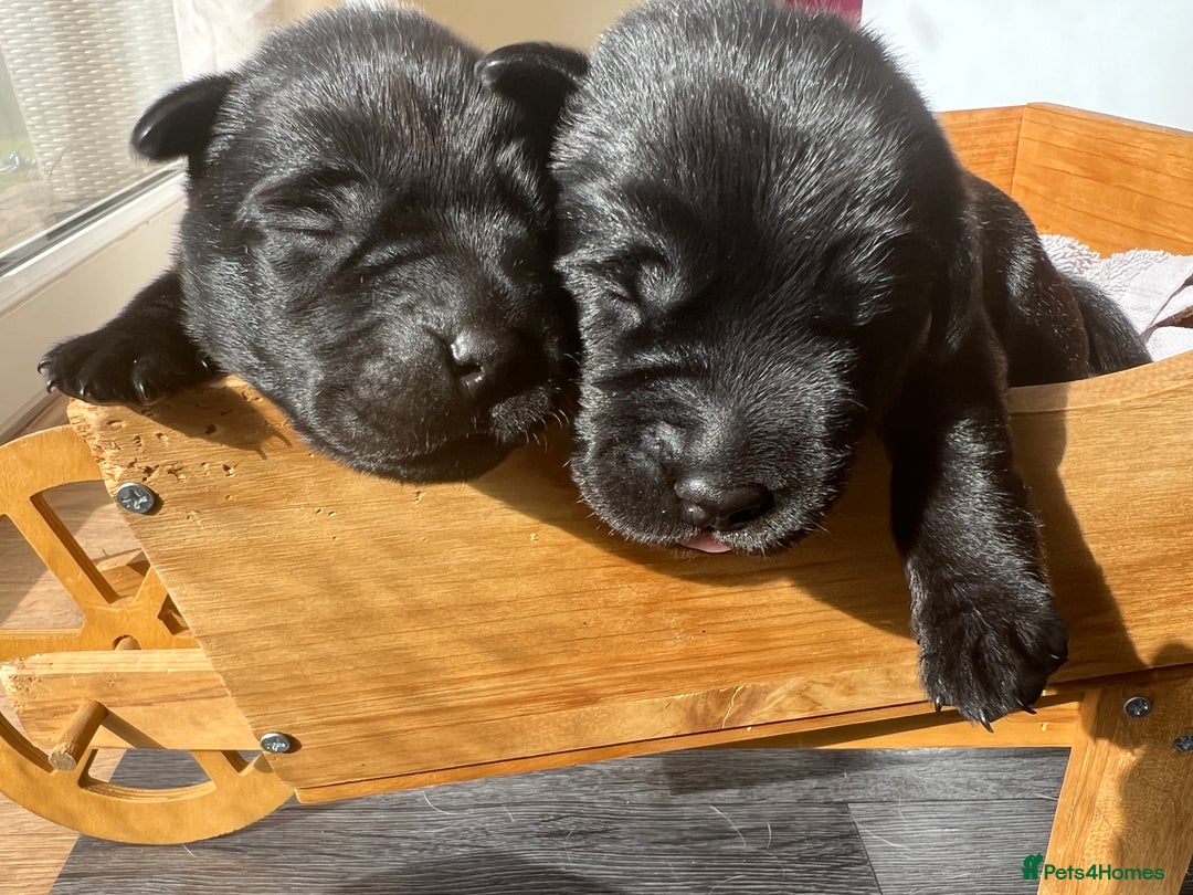 Labrador Retriever dogs for sale: KC DNA TESTED STUNNING ROBUST PUPPIES - Image 4