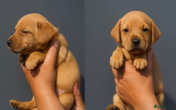 Labrador Retriever dogs for sale: Labrador pups - uniques Shades - Cream to Fox Red - Image 10