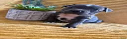 Staffordshire Bull Terrier dogs for sale: KC Blue Staffordshire bull terrier puppies  - Advert 18