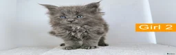 Maine Coon cats for sale: DNA health tested Maine coon kittens  - Advert 14