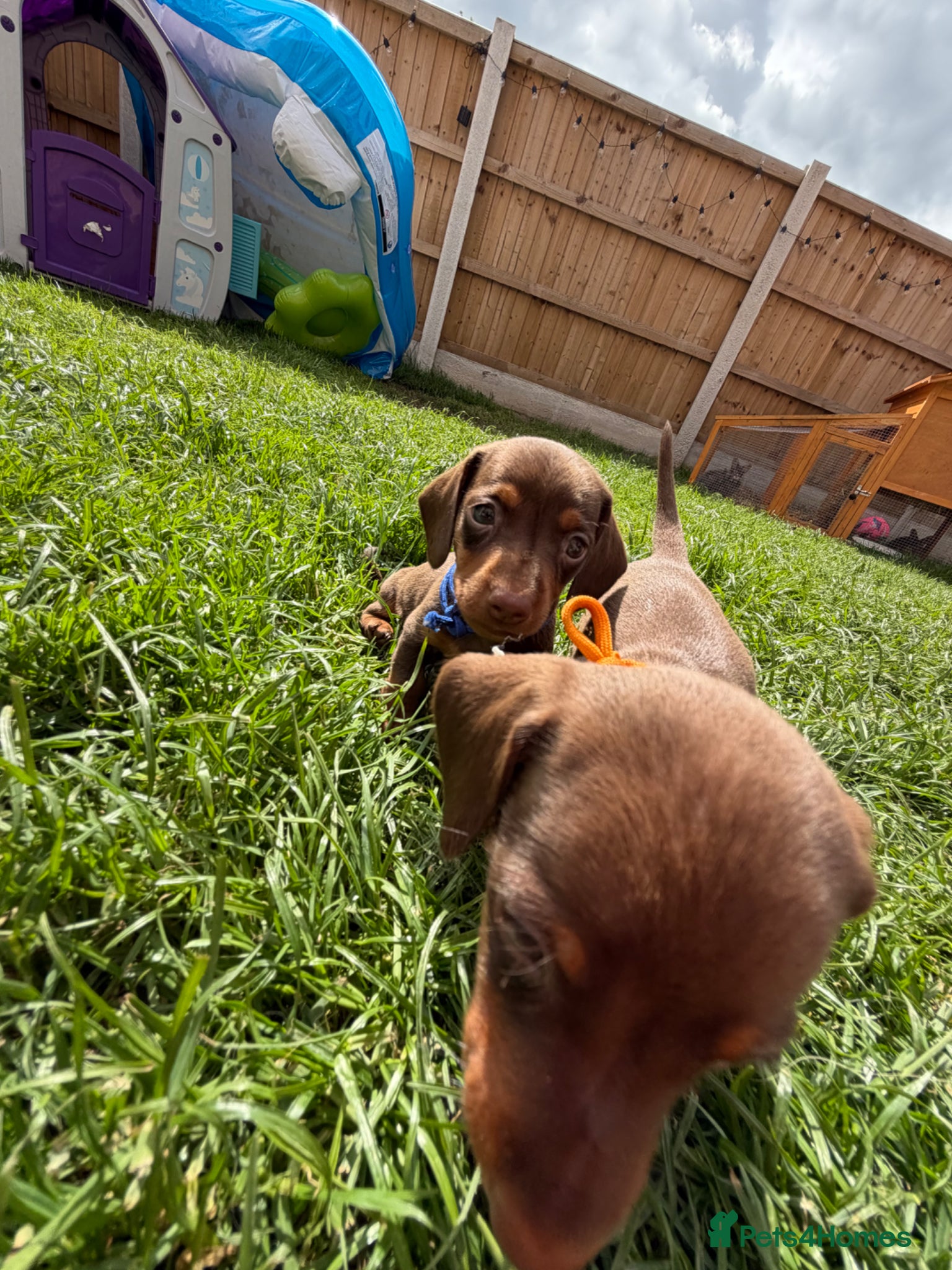 Miniature Dachshund dogs for sale: 🐶 Miniature Dachshund puppies! 🐶 - Advert 8