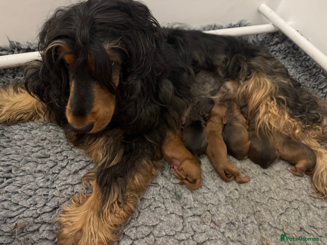 Cockapoo dogs for sale: Beautiful Cockapoos puppies - fully health tested  - Advert 15