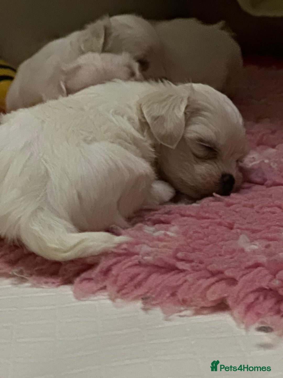 Maltese dogs for sale:  Beautiful maltese - Advert 11
