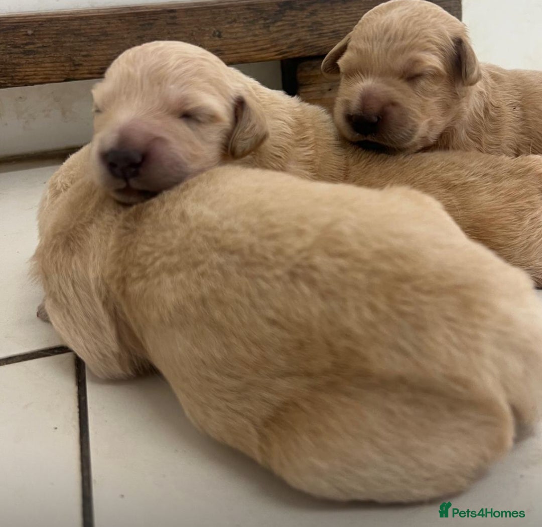 Goldendoodle dogs for sale: Healthy happy small golden retriever type puppies - Image 6