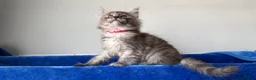 Maine Coon cats for sale: Maine coon kittens registered with GCCF - Advert 39