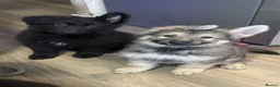 German Shepherd dogs for sale: German Shepherd - Advert 1