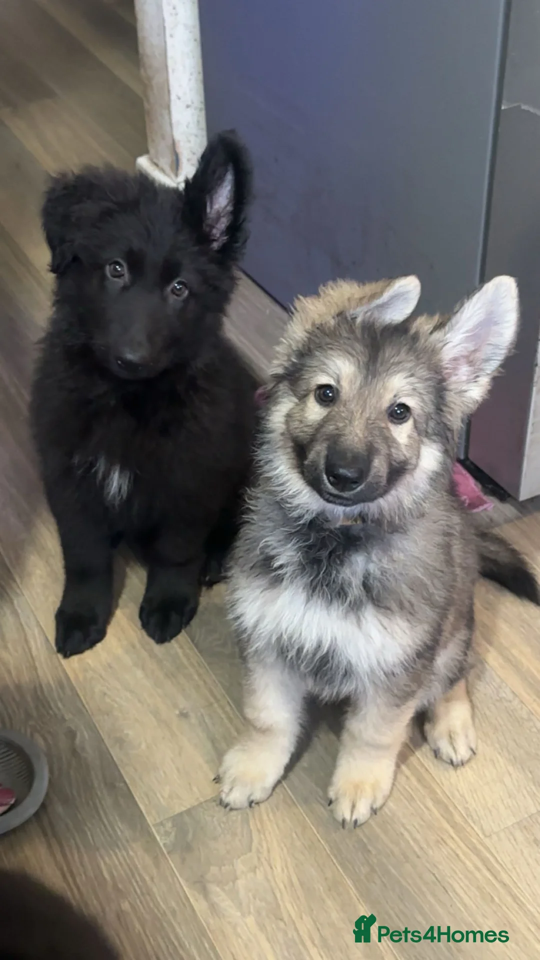 German Shepherd dogs for sale: German Shepherd - Advert 1