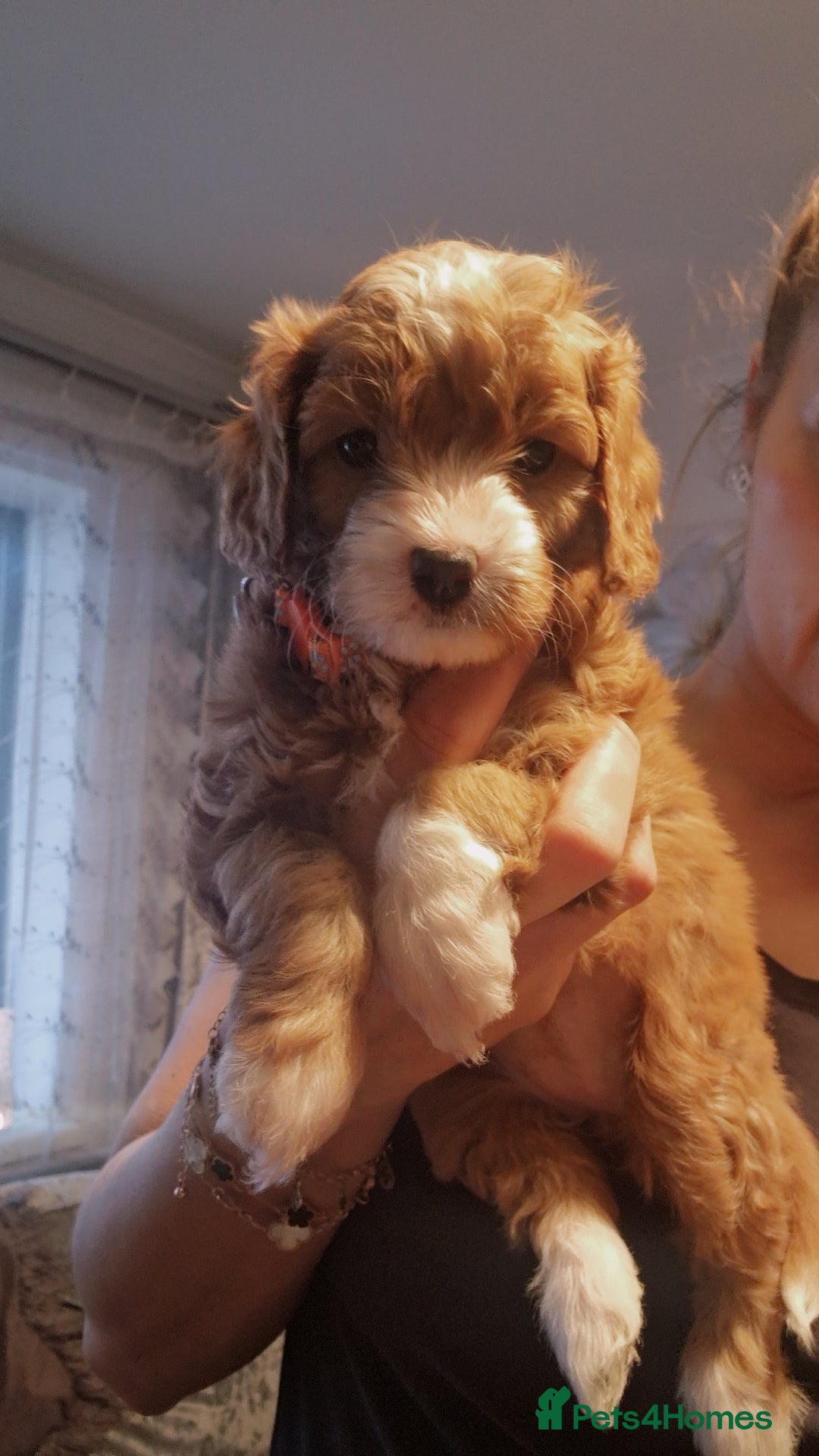 Cavapoo dogs Beautiful cavapoo puppies  - Advert 18
