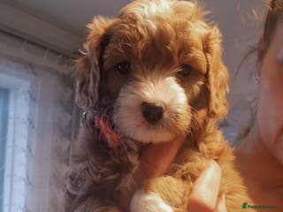 Cavapoo dogs Beautiful cavapoo puppies - Advert 3