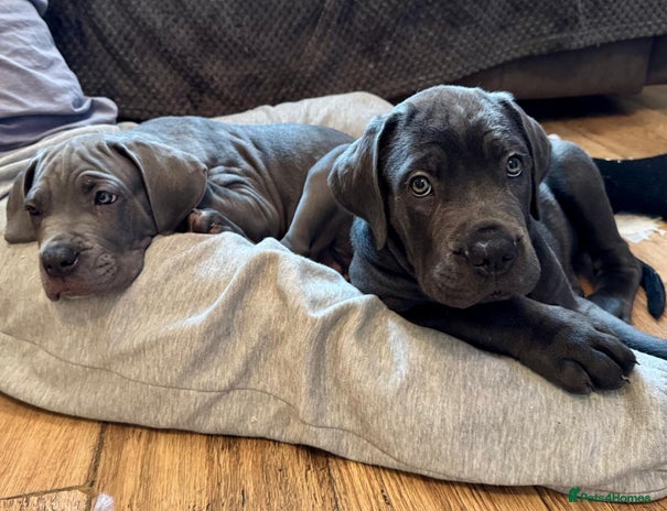 Mixed Breed dogs Mastiff pups for sale - Advert 2