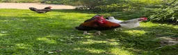 Chickens poultry for sale: Copper - Welsummer X in Malvern - Advert 5