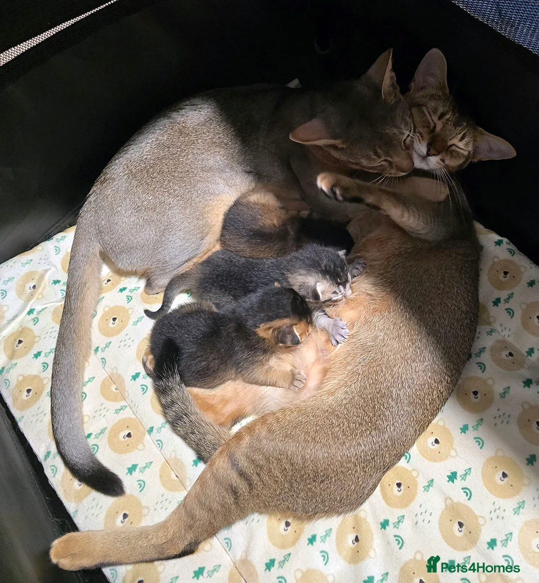 Abyssinian cats for sale: Stunning Kittens – Not to Miss - Advert 6