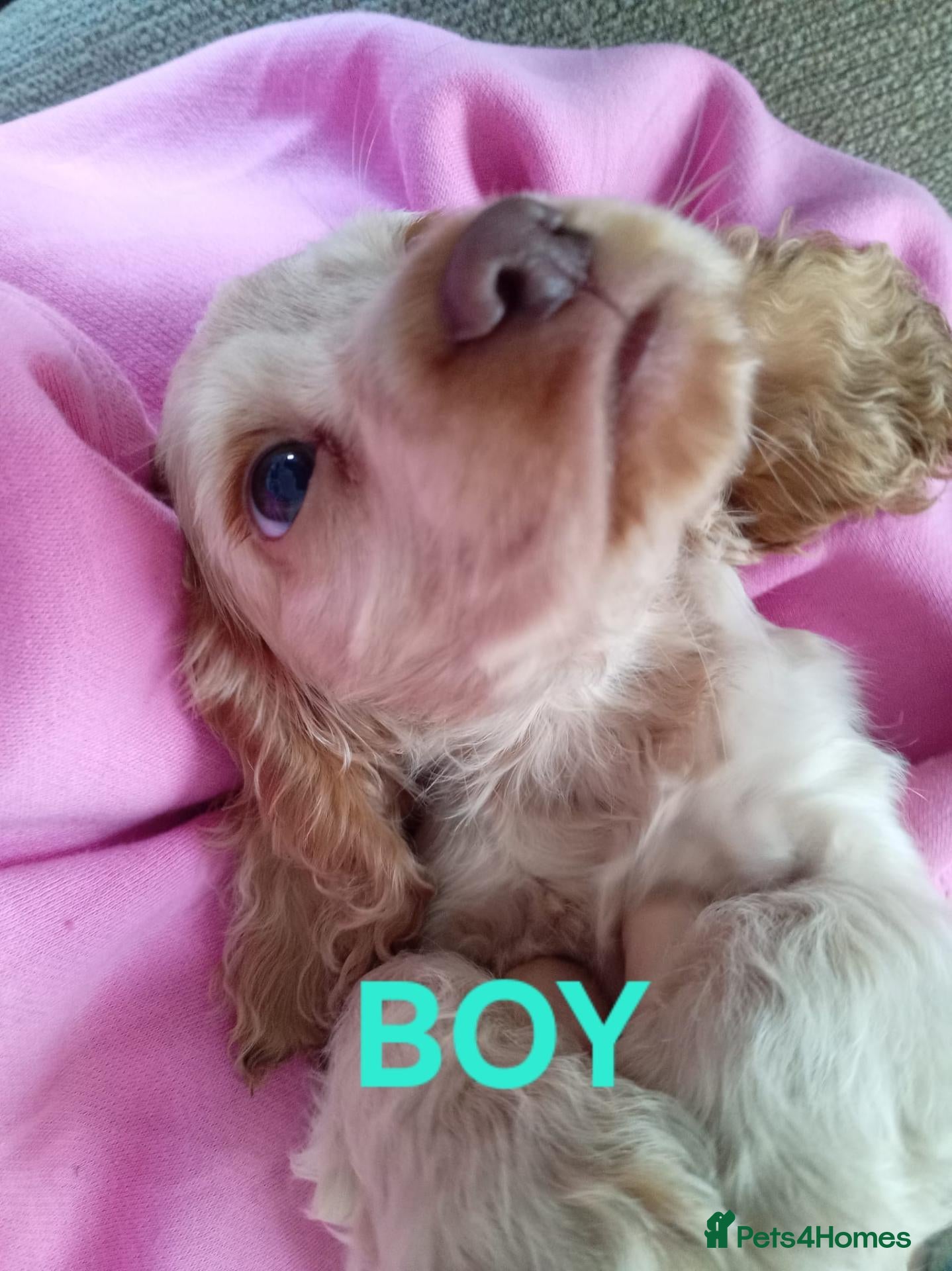 Cocker Spaniel dogs 1 boy remaining. Show type KC reg cocker spaniel. - Advert 2