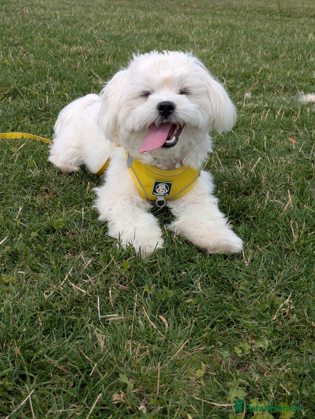 Maltese dogs for stud: "Dog ready for breeding" - Image 5