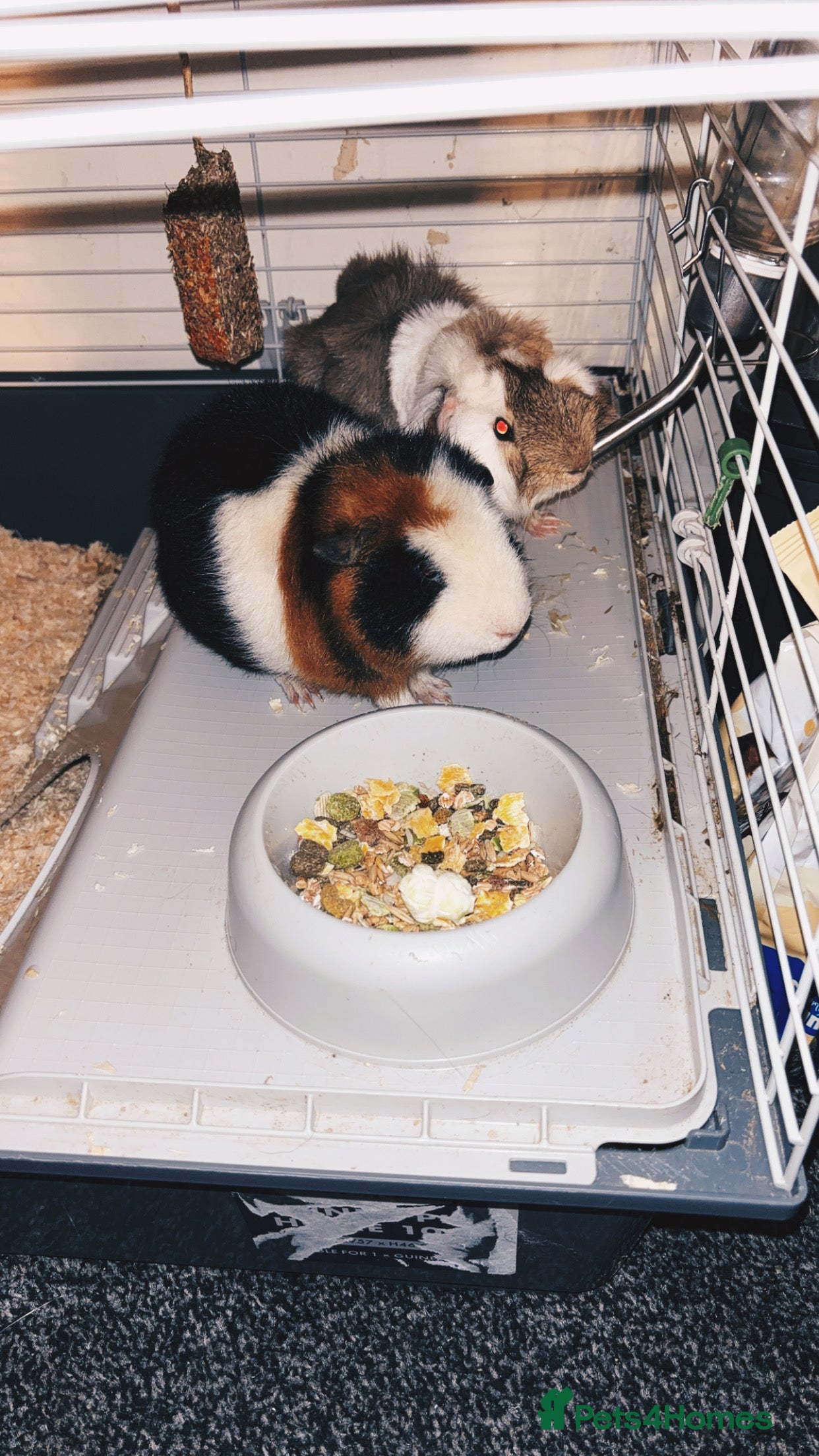 Guinea Pig rodents 2x Male Guinea Pigs  - Advert 18