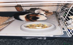 Guinea Pig rodents for sale: 2x Male Guinea Pigs  - Image 1