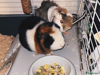 Guinea Pig rodents - Advert 17