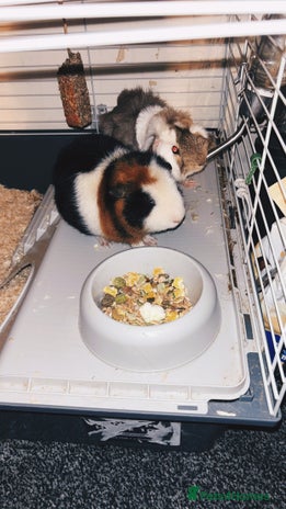 Guinea Pig rodents - Advert 1