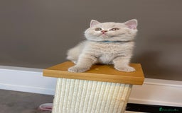 British Shorthair cats for sale: British Shorthair Kittens - Ready in 3 Weeks! - Image 14