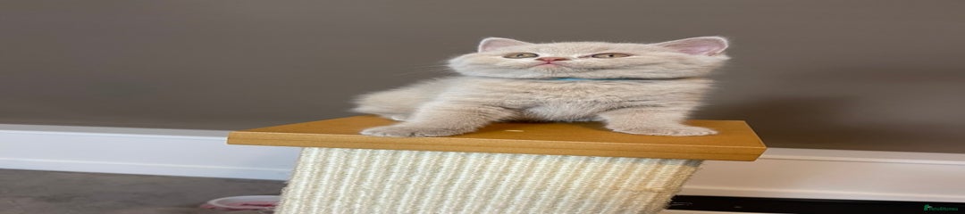 British Shorthair Kitten 3