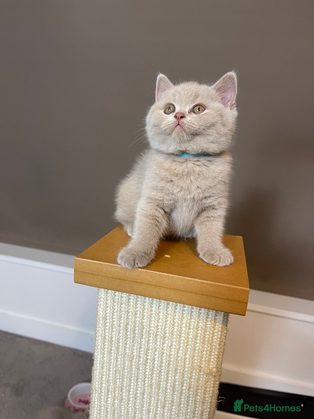 British Shorthair cats for sale: British Shorthair Kittens - Ready in 3 Weeks! - Image 14