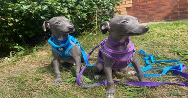 Italian Greyhound dogs - Advert 4