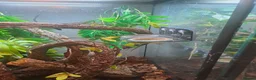 Gecko reptiles for sale: Male crestic geko and dalmation crestic geko  - Advert 2