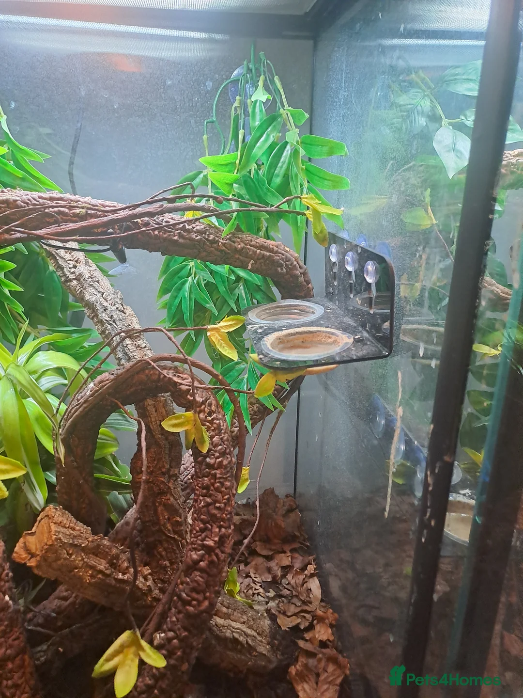 Gecko reptiles for sale: Male crestic geko and dalmation crestic geko  - Advert 2