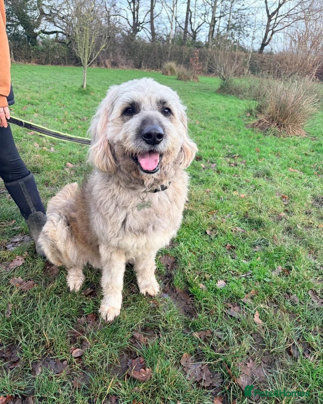 Mixed Breed dogs for adoption: 💚 Oscar - our bear boy💚 - Advert 11