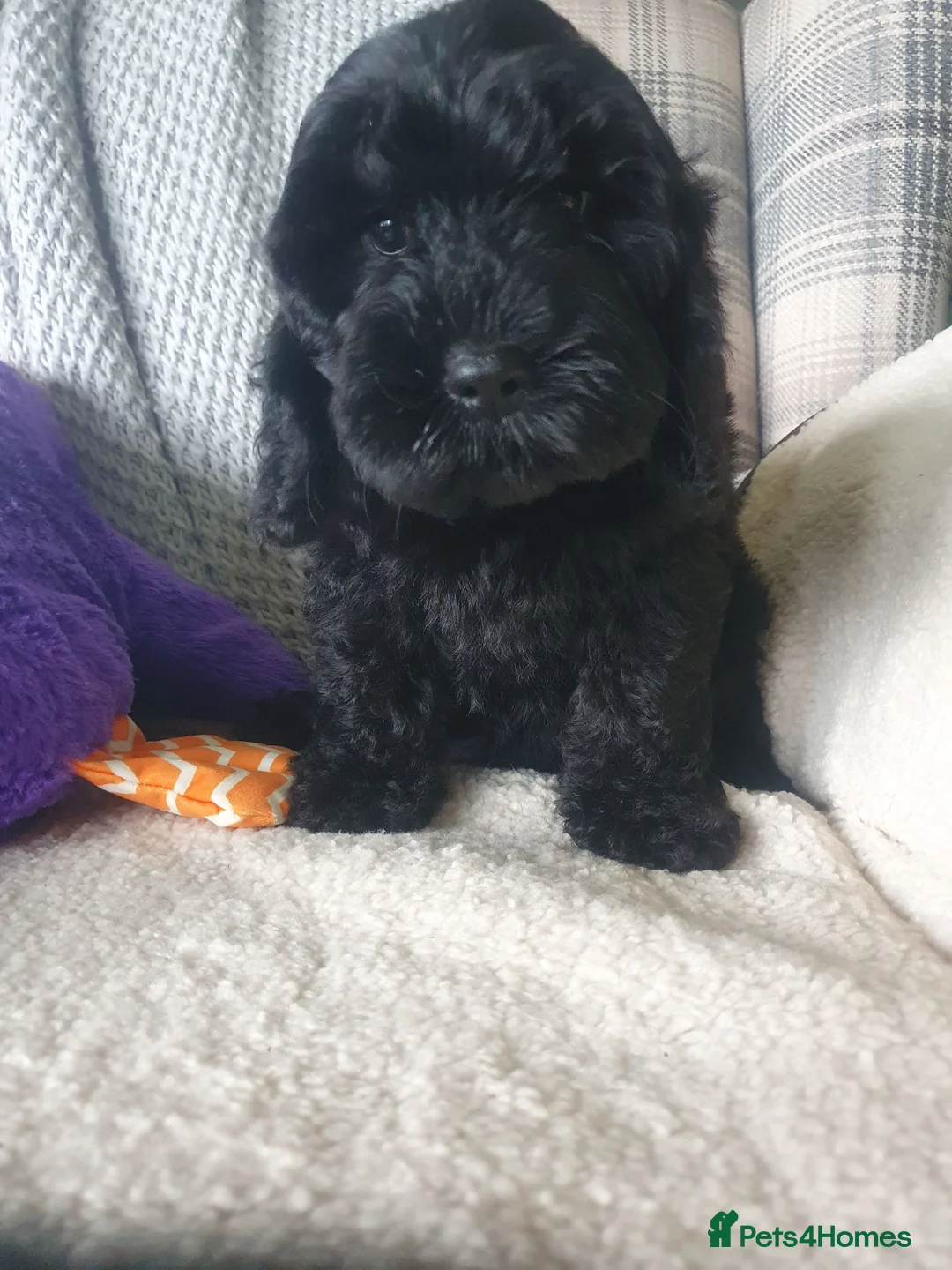 Cockapoo dogs for sale: cockapoo puppies f1 - Advert 1