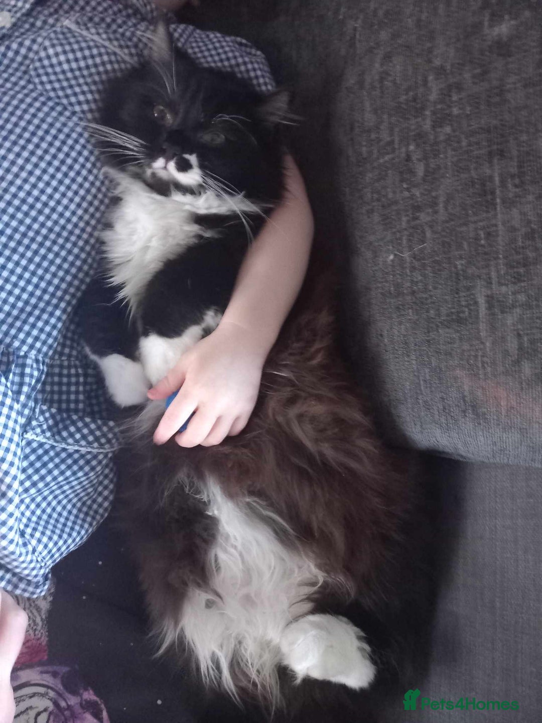 Mixed Breed cats for sale: Ragamuffin maleand tortishell female for rehoming  - Advert 4