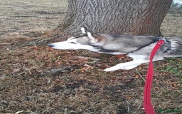 Siberian Husky dogs for sale: Beautiful boy needing forever home - Image 3