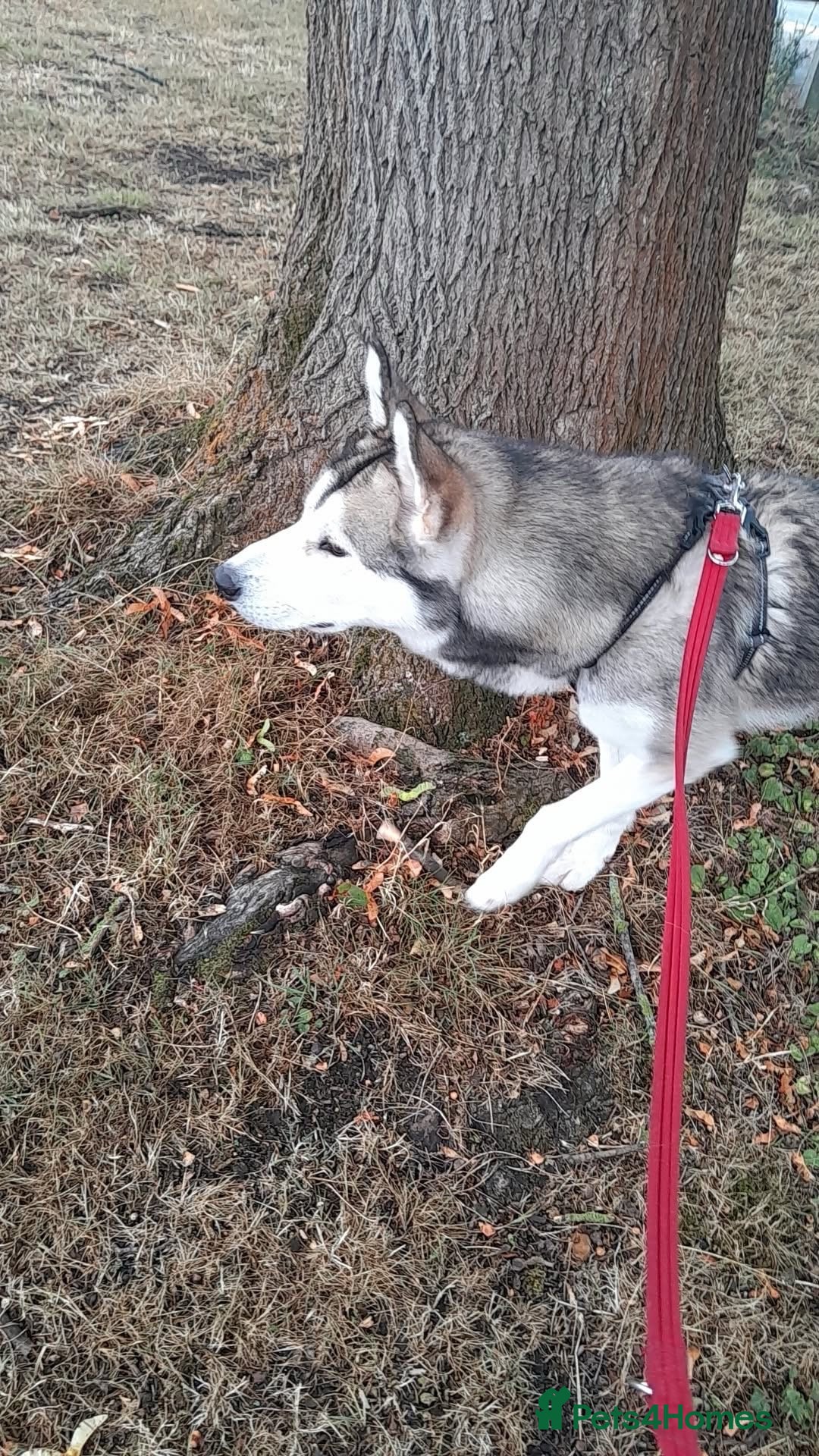 Siberian Husky dogs for sale: Beautiful boy needing forever home - Image 3