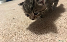 Mixed Breed cats for sale: Beautiful kittens  - Image 8