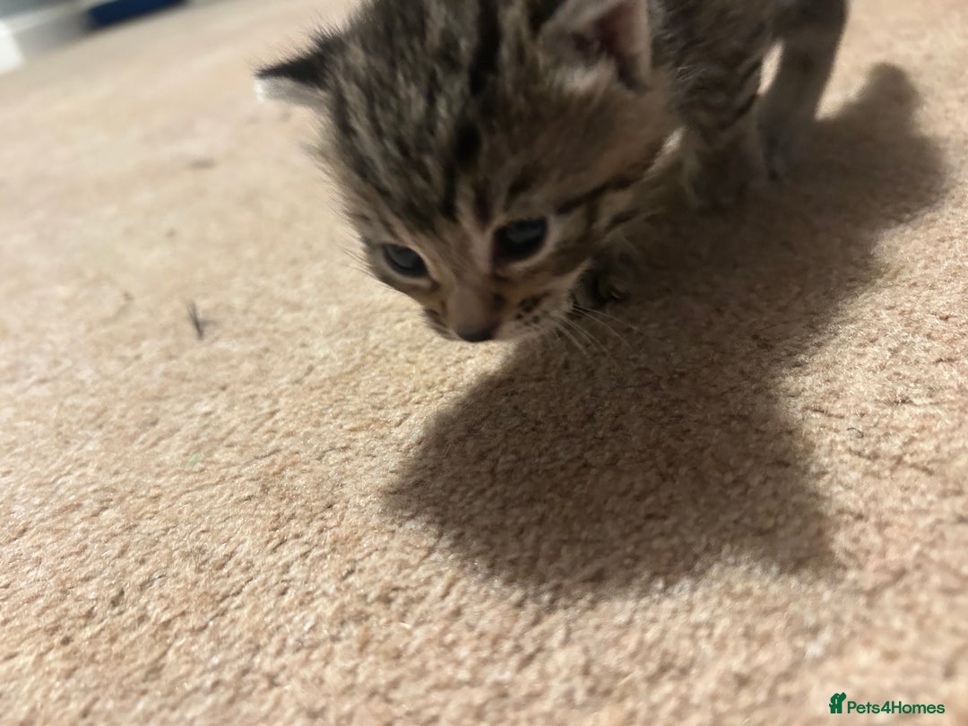 Mixed Breed cats for sale: Beautiful kittens  - Image 8
