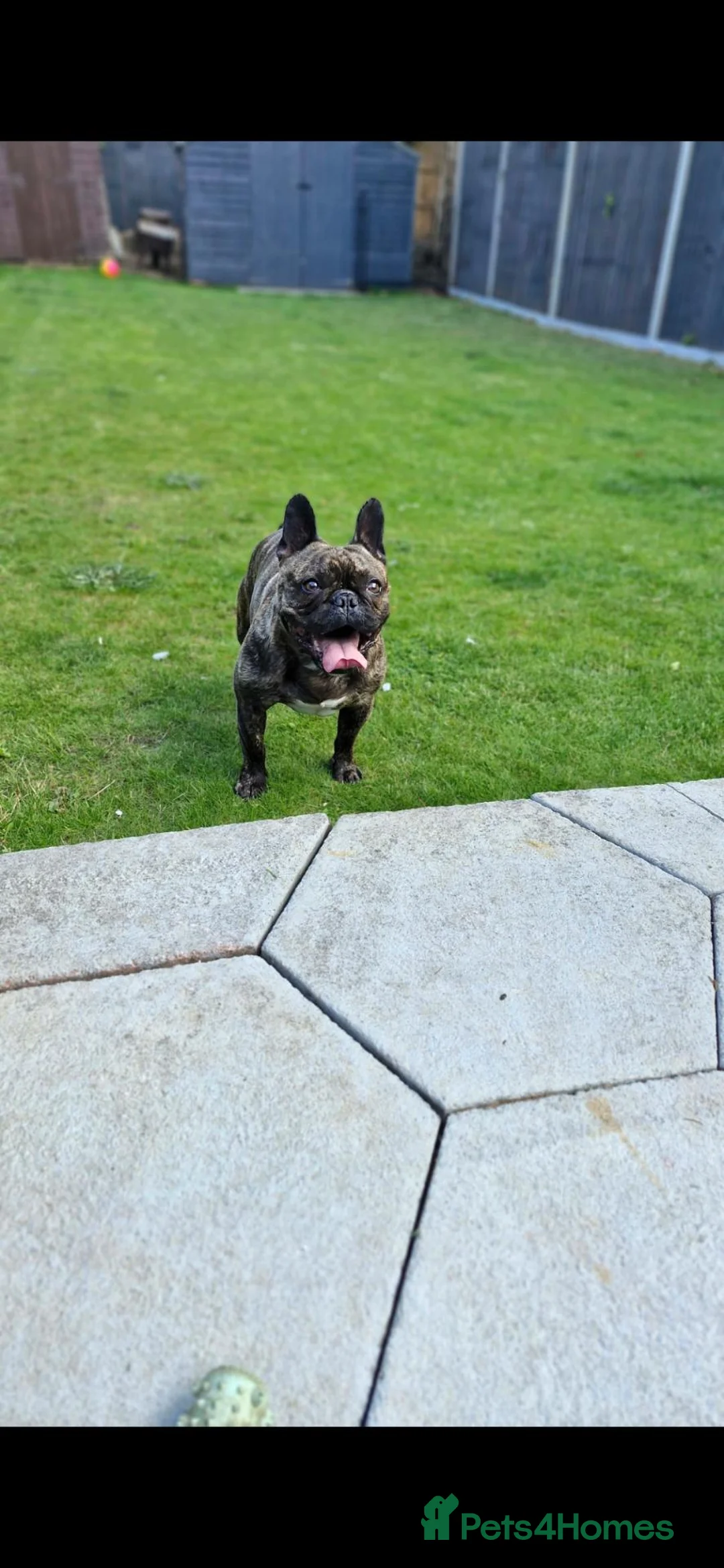 French Bulldog dogs for sale: 7 year old French bulldog in Doncaster - Advert 2