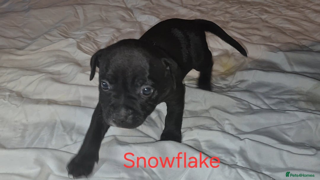 Staffordshire Bull Terrier dogs for sale: Exceptional Staffy Bull Terriers– Valglo Bloodline - Advert 21