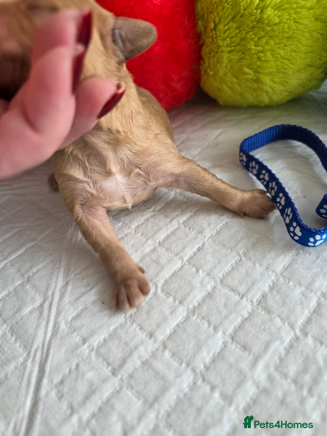 Cavapoo dogs for sale: 🥇 Finest Quality Beautiful F1b Cavapoos 🥇 - Advert 9