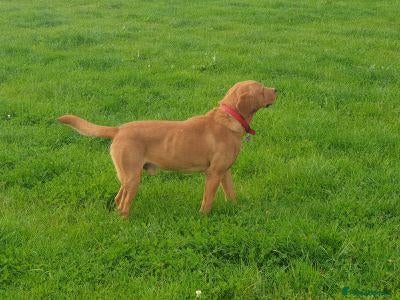 Labrador Retriever dogs Fox red labrador neutered male - Advert 1