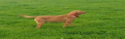 Labrador Retriever dogs for sale: Fox red labrador neutered male - Advert 1