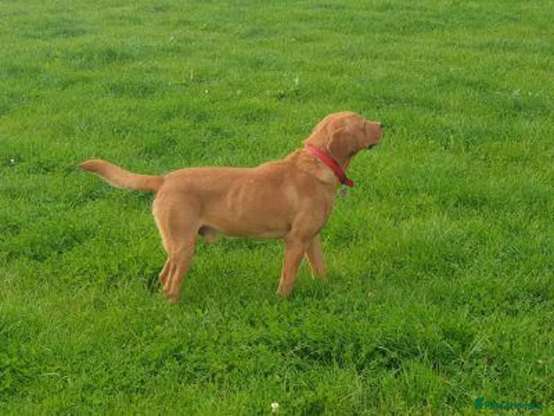 Labrador Retriever dogs for sale: Fox red labrador neutered male - Advert 1
