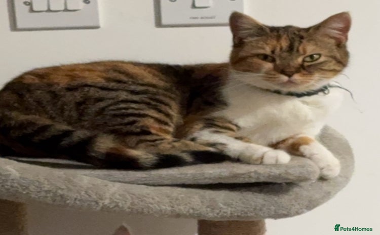 Mixed Breed cats - Advert 6