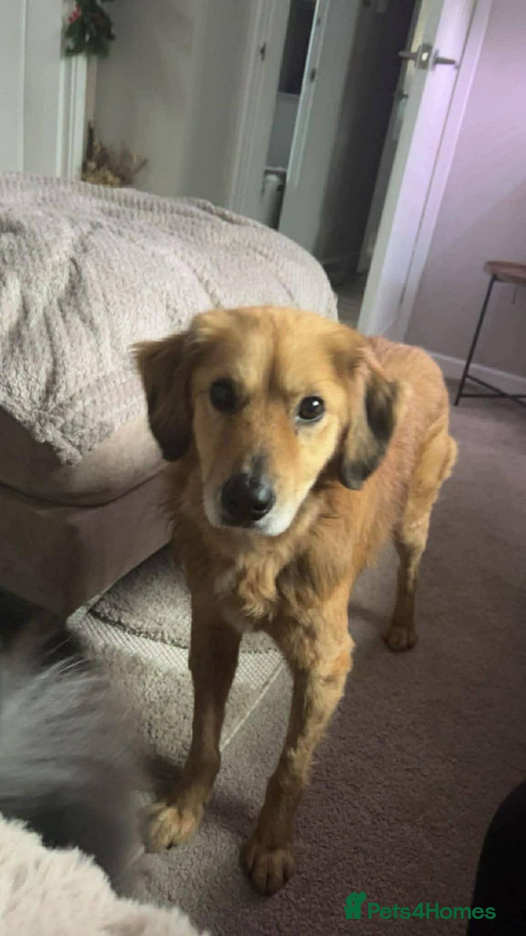 Mixed Breed dogs for adoption: Meet Twiggy,currently residing in Yorkshire  - Advert 4