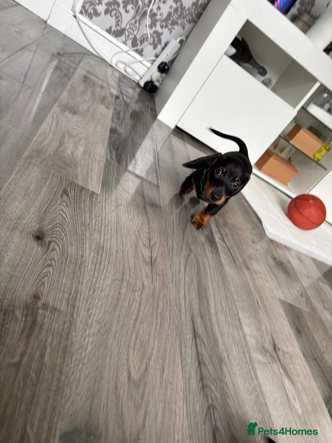 Dachshund dogs for sale: Dachshund boy  - Image 4
