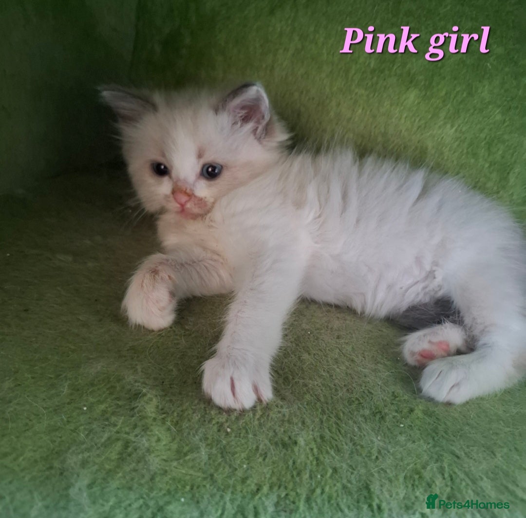 Ragdoll cats for sale: GCCF Gorgeous Pure Pedigree Ragdoll Kittens - Image 6