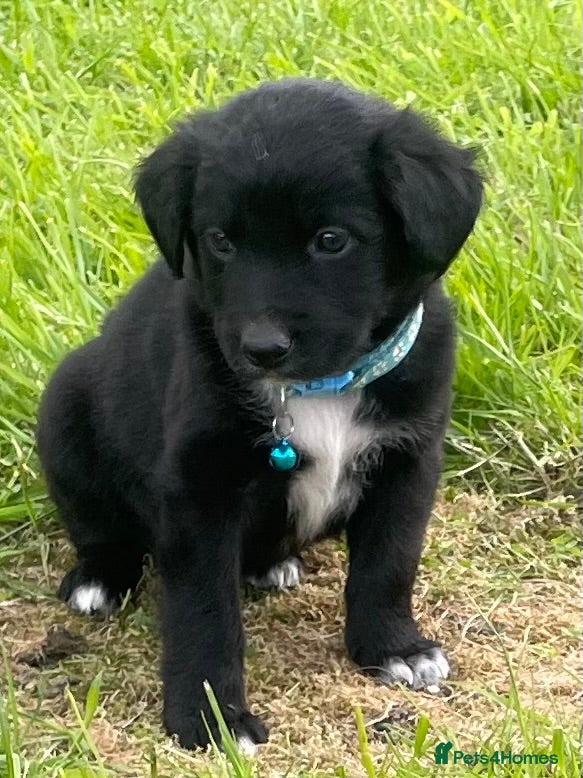 Mixed Breed dogs Border Collie Fluffy Puppies x Cocker Spaniel - Advert 1