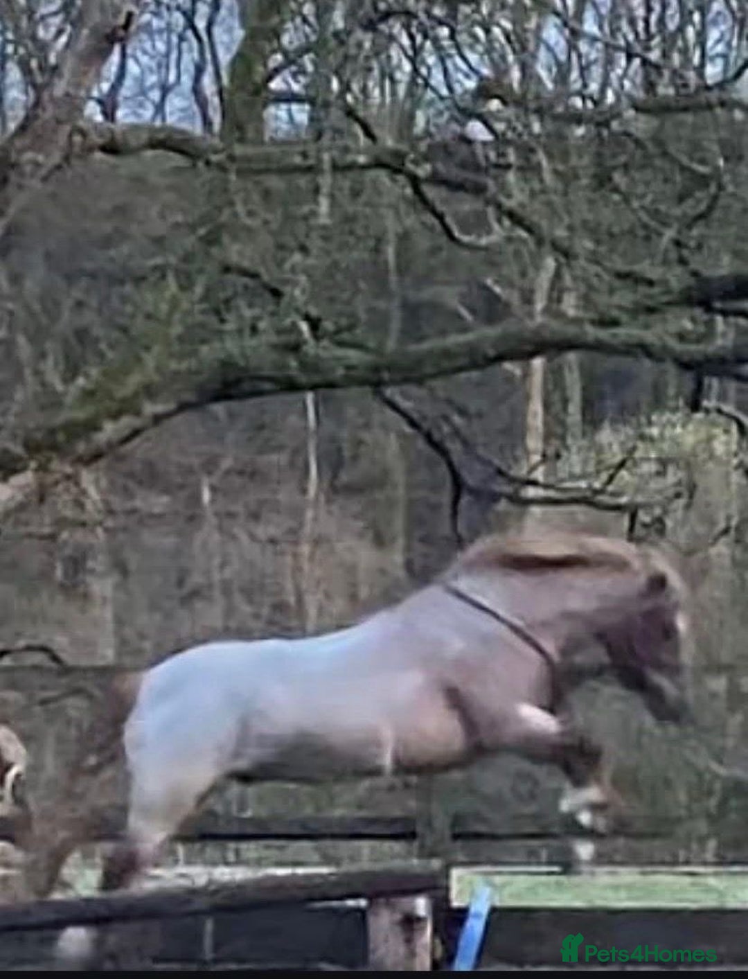 Welsh Section A horses for sale: Pony looking for new home  - Advert 1